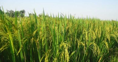 From Paddy Fields to Carbon Markets India’s Next Farmer-Income Opportunity