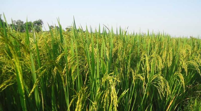 From Paddy Fields to Carbon Markets India’s Next Farmer-Income Opportunity