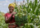 From Research To Decisions: What Zambia’s Seed And Grain Sectors Can Teach Us About Evidence-informed Policy