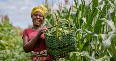 From Research To Decisions: What Zambia’s Seed And Grain Sectors Can Teach Us About Evidence-informed Policy