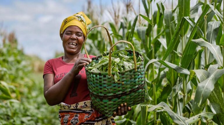 From Research To Decisions: What Zambia’s Seed And Grain Sectors Can Teach Us About Evidence-informed Policy