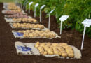 Global Partnership Launches AI Project To Accelerate Development Of Climate-resilient Potato And Sweet Potato Varieties