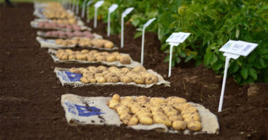 Global Partnership Launches AI Project To Accelerate Development Of Climate-resilient Potato And Sweet Potato Varieties Global Partnership Launches AI Project To Accelerate Development Of Climate-resilient Potato And Sweet Potato Varieties