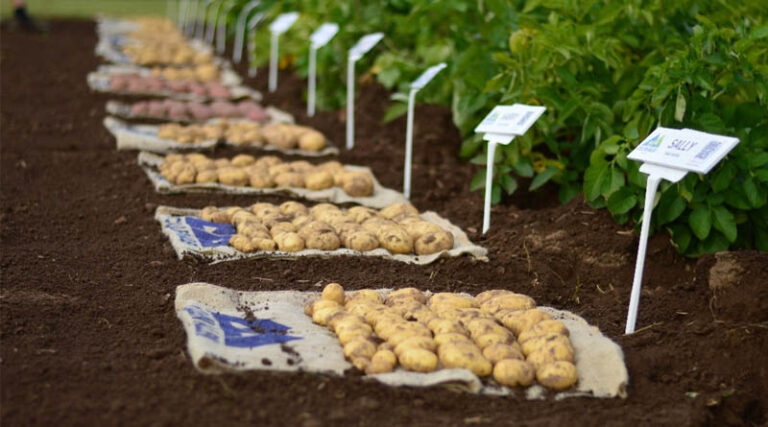 Global Partnership Launches AI Project To Accelerate Development Of Climate-resilient Potato And Sweet Potato Varieties