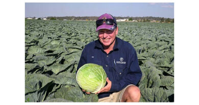 How Limit Farms Achieves Premium Brassica Quality