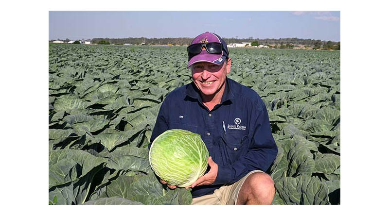 How Limit Farms Achieves Premium Brassica Quality