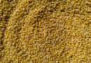 ICAR Completes Telomere-to-Telomere Genome of Pigeonpea Variety 'Asha'
