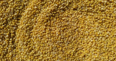ICAR Completes Telomere-to-Telomere Genome of Pigeonpea Variety 'Asha'