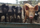 ICAR Develops Indigenous African Swine Fever Vaccine