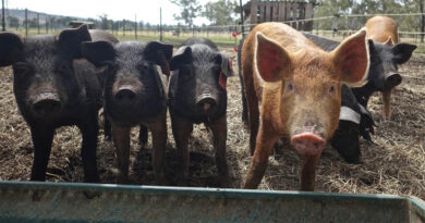 ICAR Develops Indigenous African Swine Fever Vaccine ICAR Develops Indigenous African Swine Fever Vaccine
