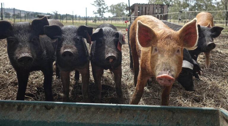 ICAR Develops Indigenous African Swine Fever Vaccine