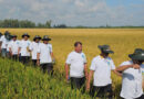 IRRI Supports Can Tho’s Transition from Pilot Fields to Large-Scale Low-Emission Rice Production Zones