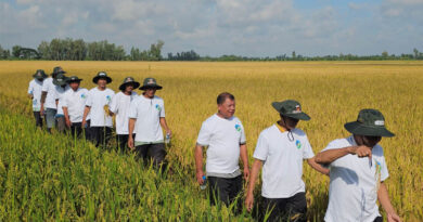 IRRI Supports Can Tho’s Transition from Pilot Fields to Large-Scale Low-Emission Rice Production Zones