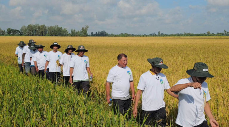 IRRI Supports Can Tho’s Transition from Pilot Fields to Large-Scale Low-Emission Rice Production Zones