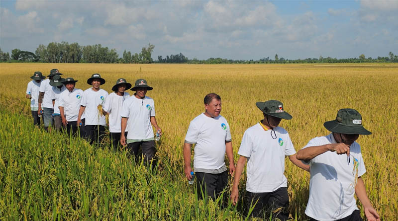 IRRI Supports Can Tho’s Transition from Pilot Fields to Large-Scale Low-Emission Rice Production Zones