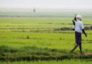 India Crosses 1,000 Lakh Hectares of Kharif Sowing in 2026 Despite El Niño