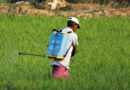 India Reviews Expert Committee Report on Restricted Use of Glyphosate