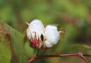 India Risks Losing Its Global Cotton Edge Without Next-Generation GM Technologies