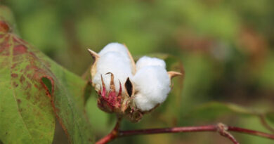 India Risks Losing Its Global Cotton Edge Without Next-Generation GM Technologies