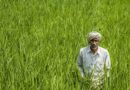 Indian Agriculture 2026: 10 Key Numbers on Production, Farmers, Exports and Allied Sectors