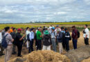 International Delegates Explore High-Quality, Low-Emission Rice Production and Circular Economy Models in Can Tho, Viet Nam
