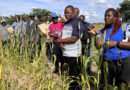 Investing in Africa’s Food Future How CIMMYT And Partners Are Cultivating The Next Generation Of Plant Breeders