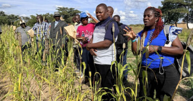 Investing in Africa’s Food Future How CIMMYT And Partners Are Cultivating The Next Generation Of Plant Breeders