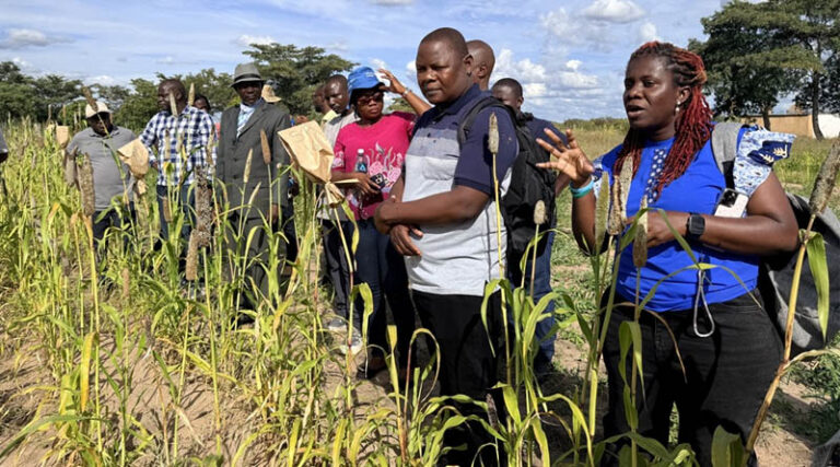 Investing in Africa’s Food Future How CIMMYT And Partners Are Cultivating The Next Generation Of Plant Breeders
