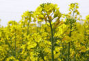 K-State Plans Three Meetings To Outline Winter Canola Management