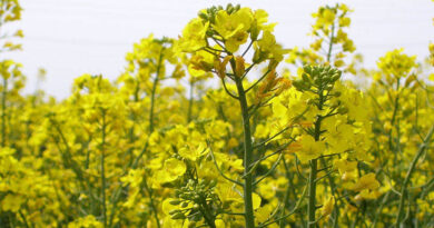 K-State Plans Three Meetings To Outline Winter Canola Management