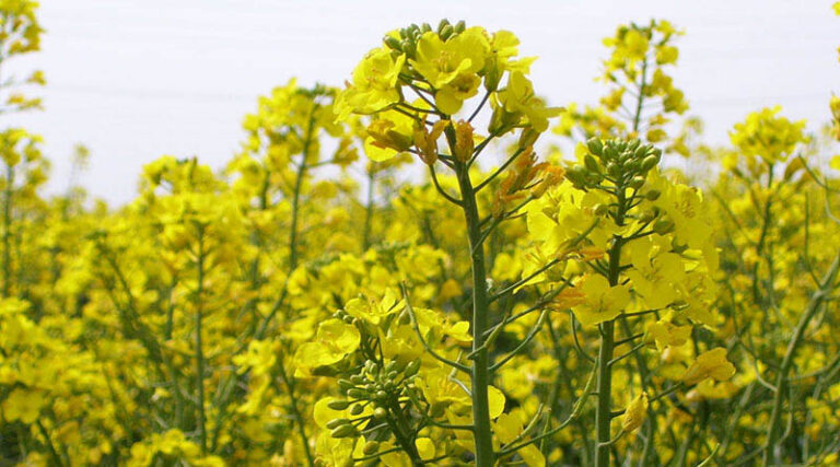 K-State Plans Three Meetings To Outline Winter Canola Management