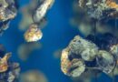 Lawsuit Filed to Stop Pollution from Industrial Shellfish Aquaculture Hatchery