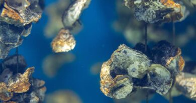 Lawsuit Filed to Stop Pollution from Industrial Shellfish Aquaculture Hatchery Lawsuit Filed to Stop Pollution from Industrial Shellfish Aquaculture Hatchery
