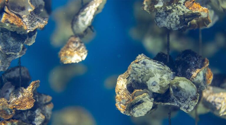 Lawsuit Filed to Stop Pollution from Industrial Shellfish Aquaculture Hatchery