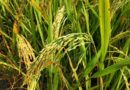 Madhya Pradesh Extends Applications for Paddy Straw Supply Chains Under 2026-27 Scheme