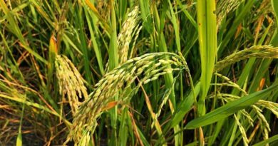 Madhya Pradesh Extends Applications for Paddy Straw Supply Chains Under 2026-27 Scheme Madhya Pradesh Extends Applications for Paddy Straw Supply Chains Under 2026-27 Scheme
