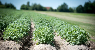 Madhya Pradesh Procures 5.33 Lakh Tonnes of Summer Moong Under 2026 MSP Programme Madhya Pradesh Procures 5.33 Lakh Tonnes of Summer Moong Under 2026 MSP Programme