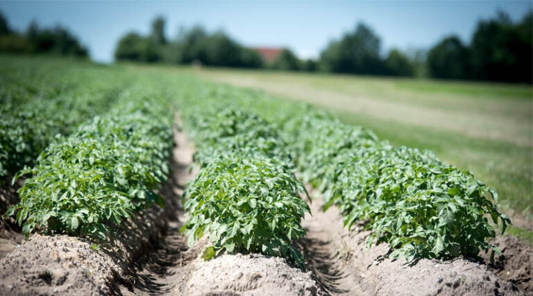 Madhya Pradesh Procures 5.33 Lakh Tonnes of Summer Moong Under 2026 MSP Programme