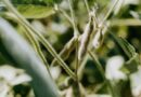 Madhya Pradesh Sows 134.31 Lakh Hectares as Kharif Season Nears Completion