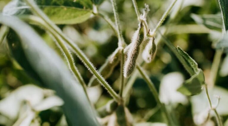 Madhya Pradesh Sows 134.31 Lakh Hectares as Kharif Season Nears Completion