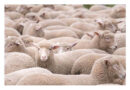 Managing Hypocalcaemia In Autumn-born Lambs