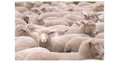 Managing Hypocalcaemia In Autumn-born Lambs