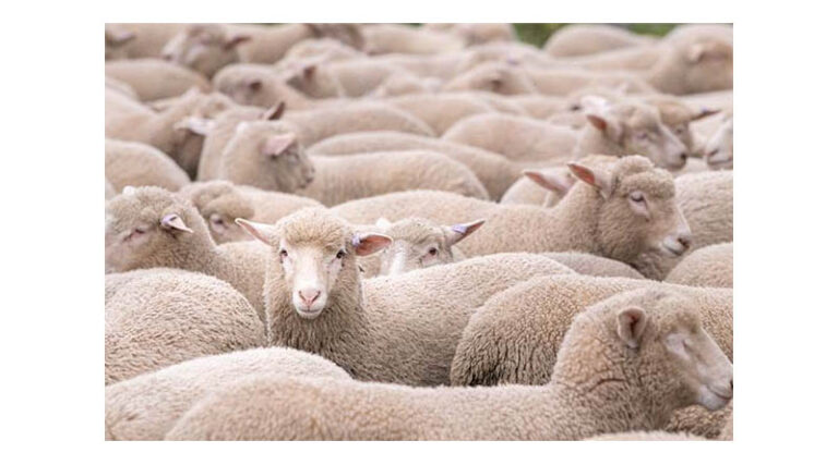 Managing Hypocalcaemia In Autumn-born Lambs