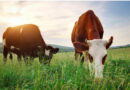 Mercantile Life Science Ventures IV and Big Idea Ventures Invest in Maia Fertility