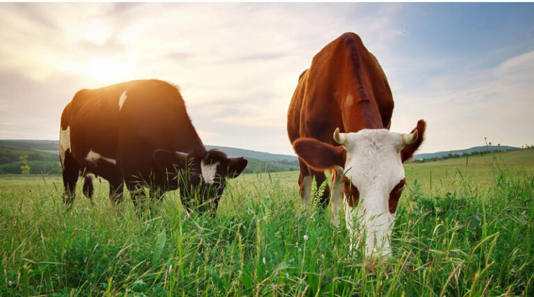 Mercantile Life Science Ventures IV and Big Idea Ventures Invest in Maia Fertility