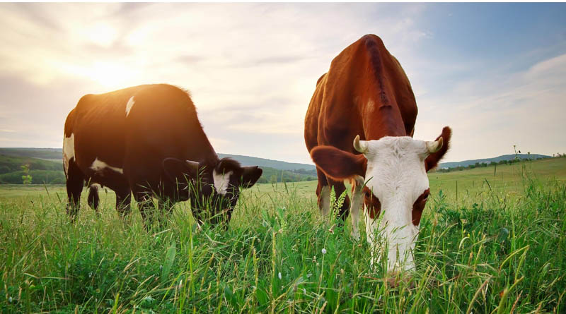 Mercantile Life Science Ventures IV and Big Idea Ventures Invest in Maia Fertility