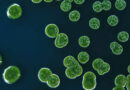 Microalgae to Aquafeed: Transforming the Future for India’s Fisheries