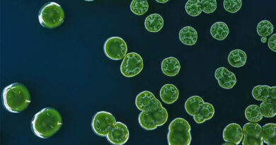 Microalgae to Aquafeed: Transforming the Future for India’s Fisheries