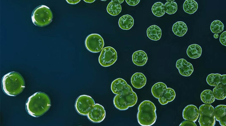 Microalgae to Aquafeed: Transforming the Future for India’s Fisheries