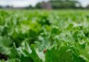 Nasonovia Defense™ High Resistance As A Building Block For Future-Proof